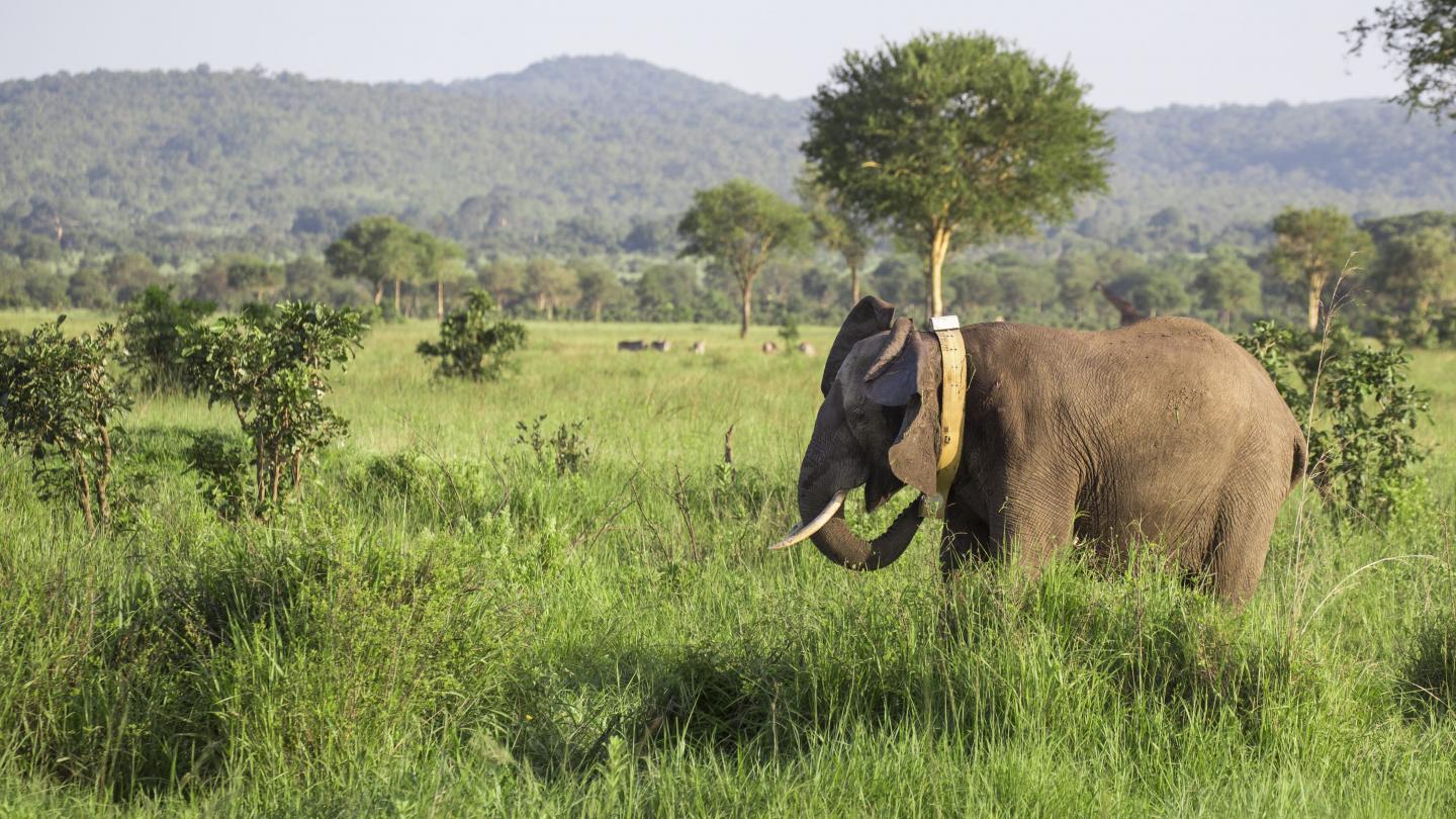 Un éléphant (Loxodonta) se réveille pour la première fois avec un collier GPS dans le Parc national de Mikumi (Tanzanie)