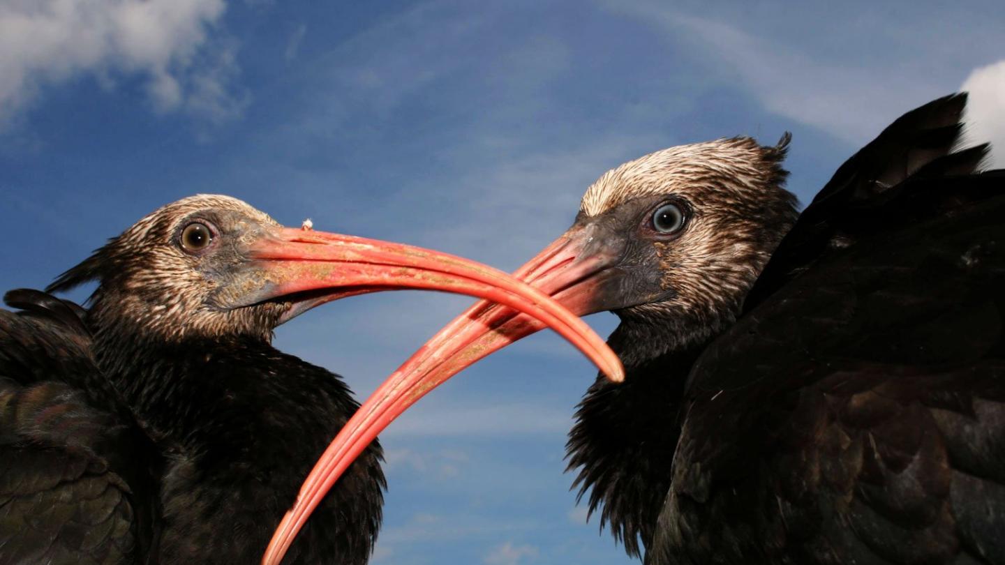 Vues rapprochée sur deux ibis chauves (Geronticus eremita) (Allemagne)