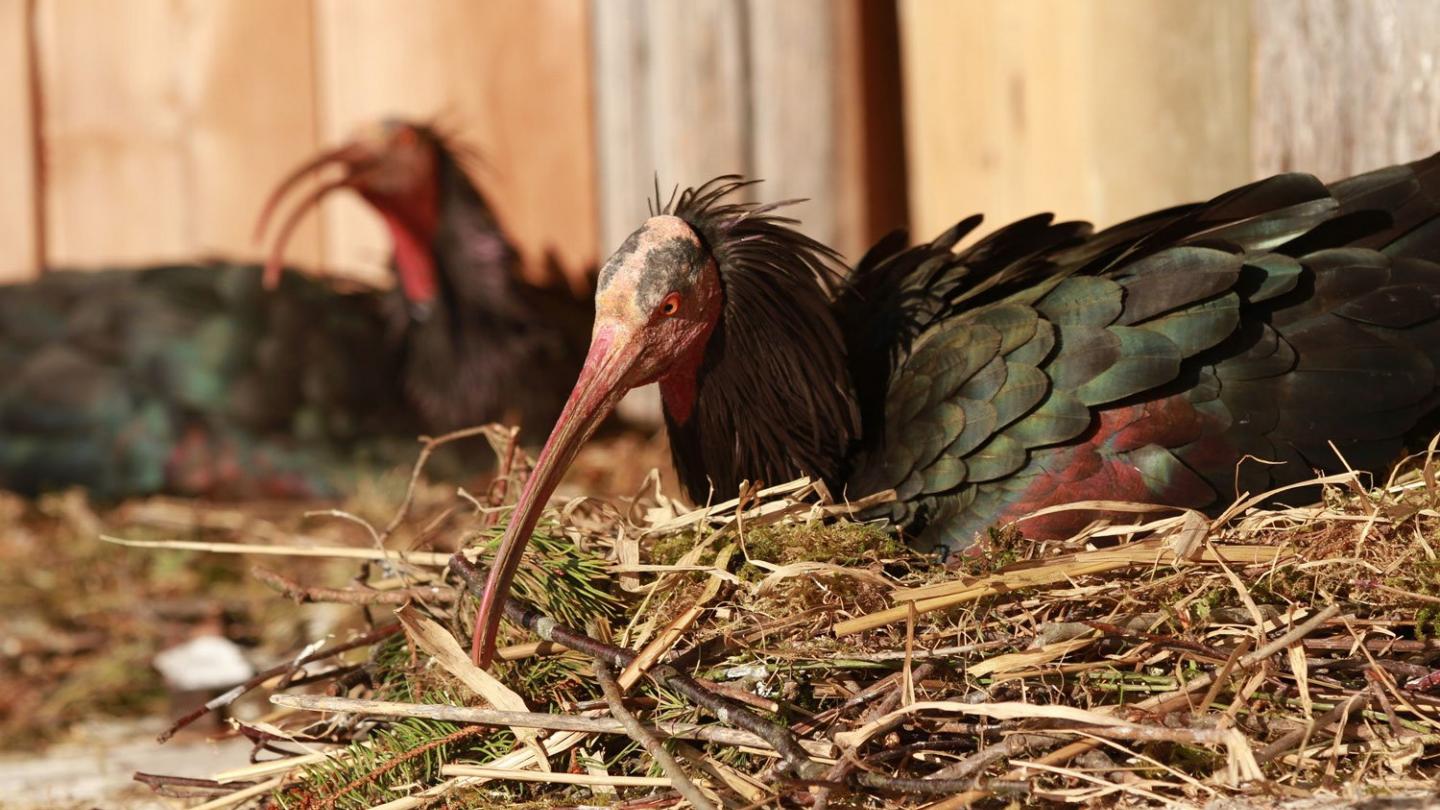 Vue rapprochée sur un ibis chauve (Geronticus eremita) assis sur de la paille (Allemagne)