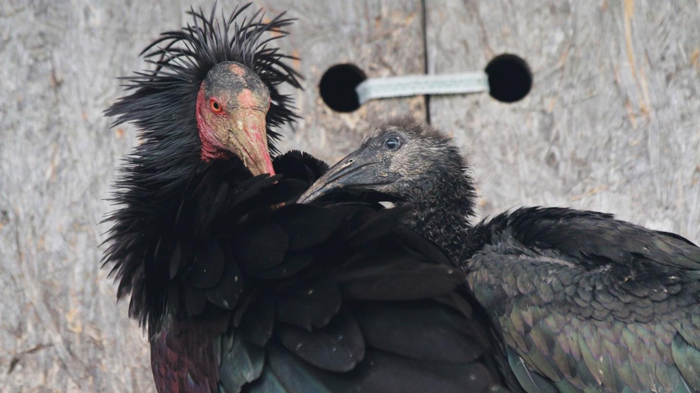 Un ibis chauve (Geronticus eremita) adulte et un jeune sont très proches l'un de l'autre (Allemagne)