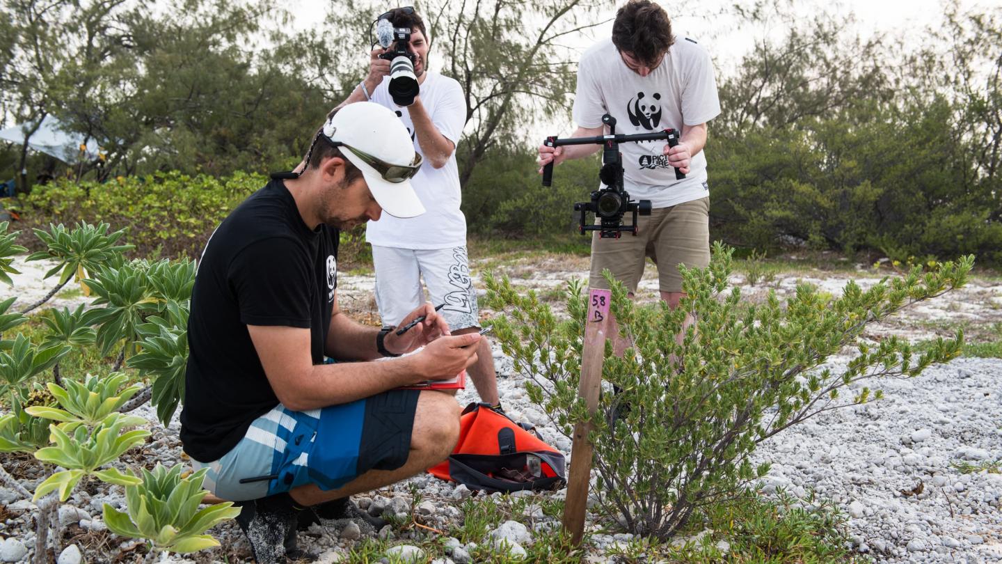 Le suivi des sites de ponte de tortues s'effectue par le repérage des nids qui sont inventoriés et géolocalisés (Nouvelle-Calédonie)