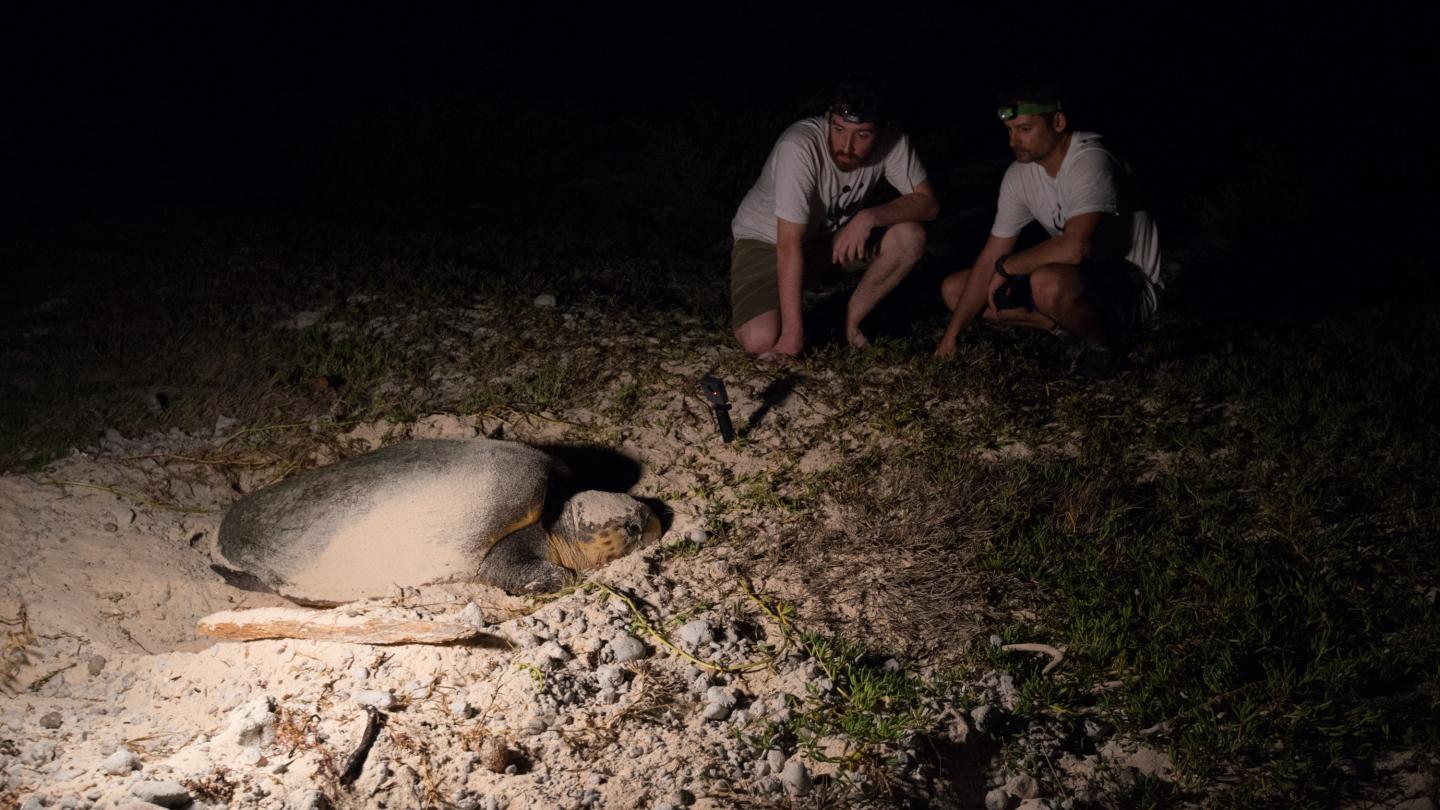 Rencontre entre des experts terrain WWF France et une tortue caouanne (Nouvelle Calédonie)