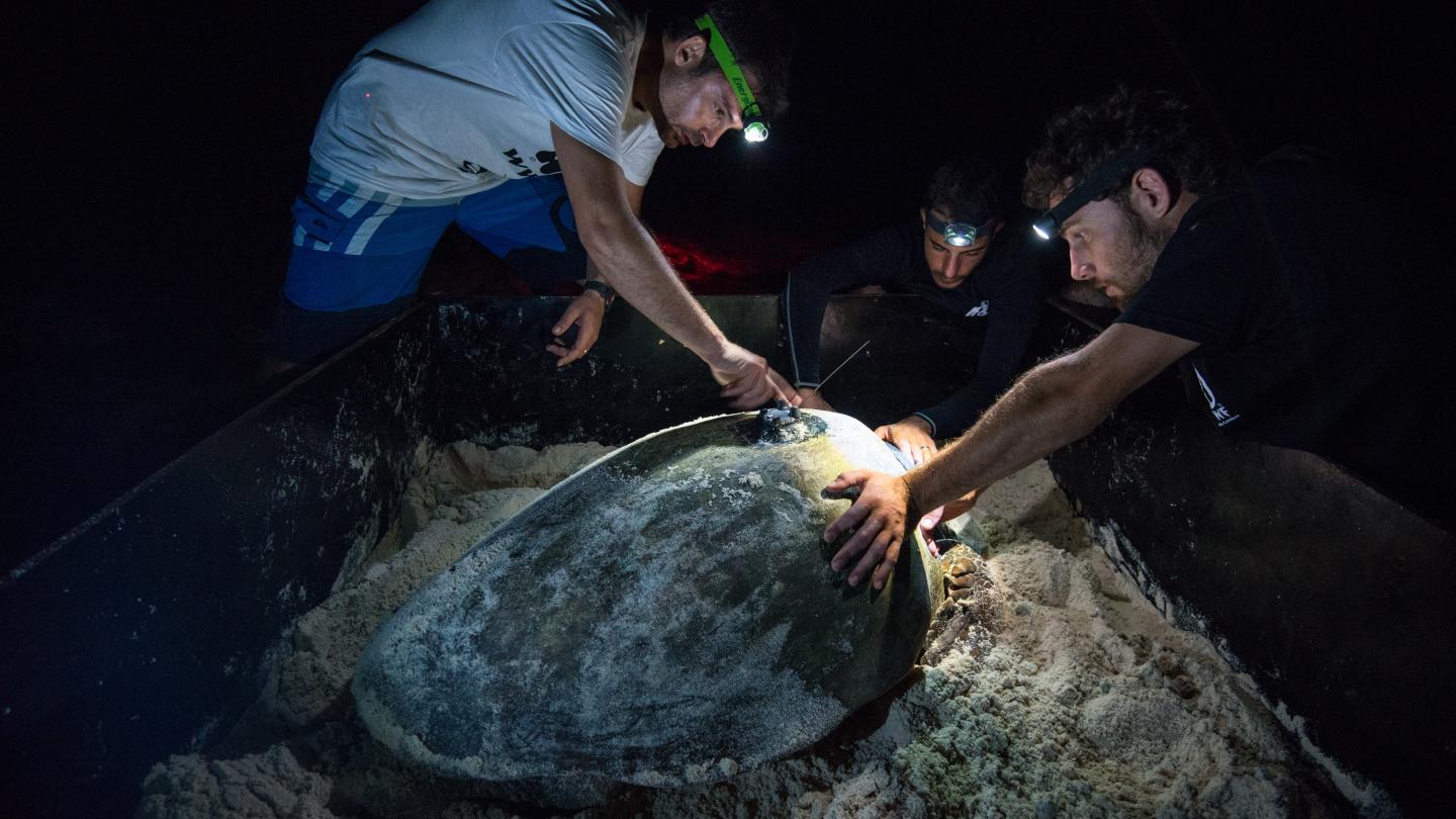 La transmission aux satellites de la position d'une tortue balisée s'opère à chaque fois que la tortue remonte en surface pour respirer