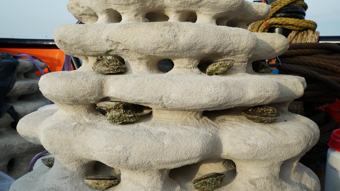 Un récif coralliens imprimé en 3D afin de récréer des habitats artificiels pour les poissons et les macro-invertébrés (Pays Bas) 