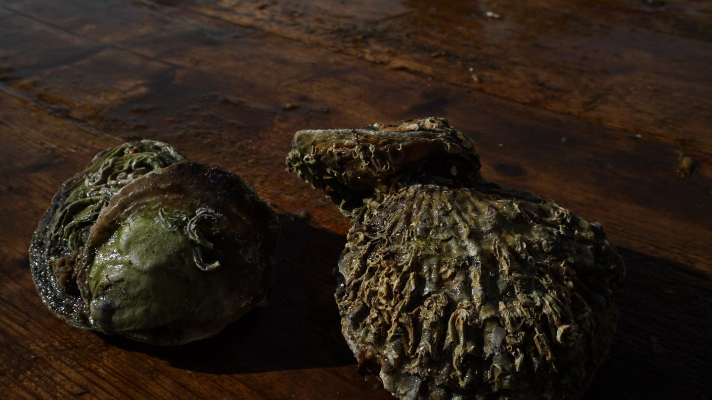 Trois huîtres plates norvégiennes (Ostrea edulis) 