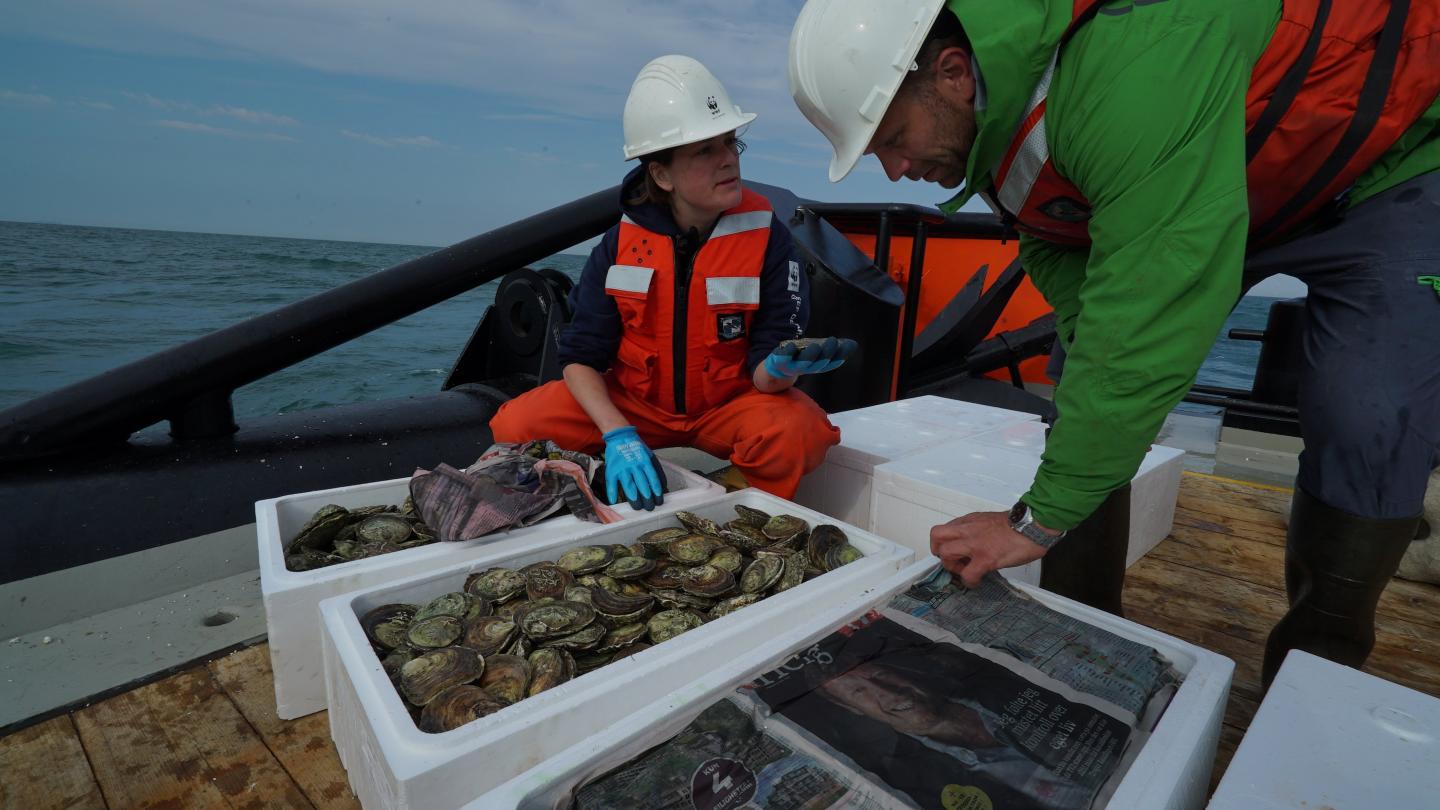 Vues sur plusieurs bacs remplis d'huîtres plates norvégiennes (Ostrea edulis) sur un bateau (Pays Bas)  