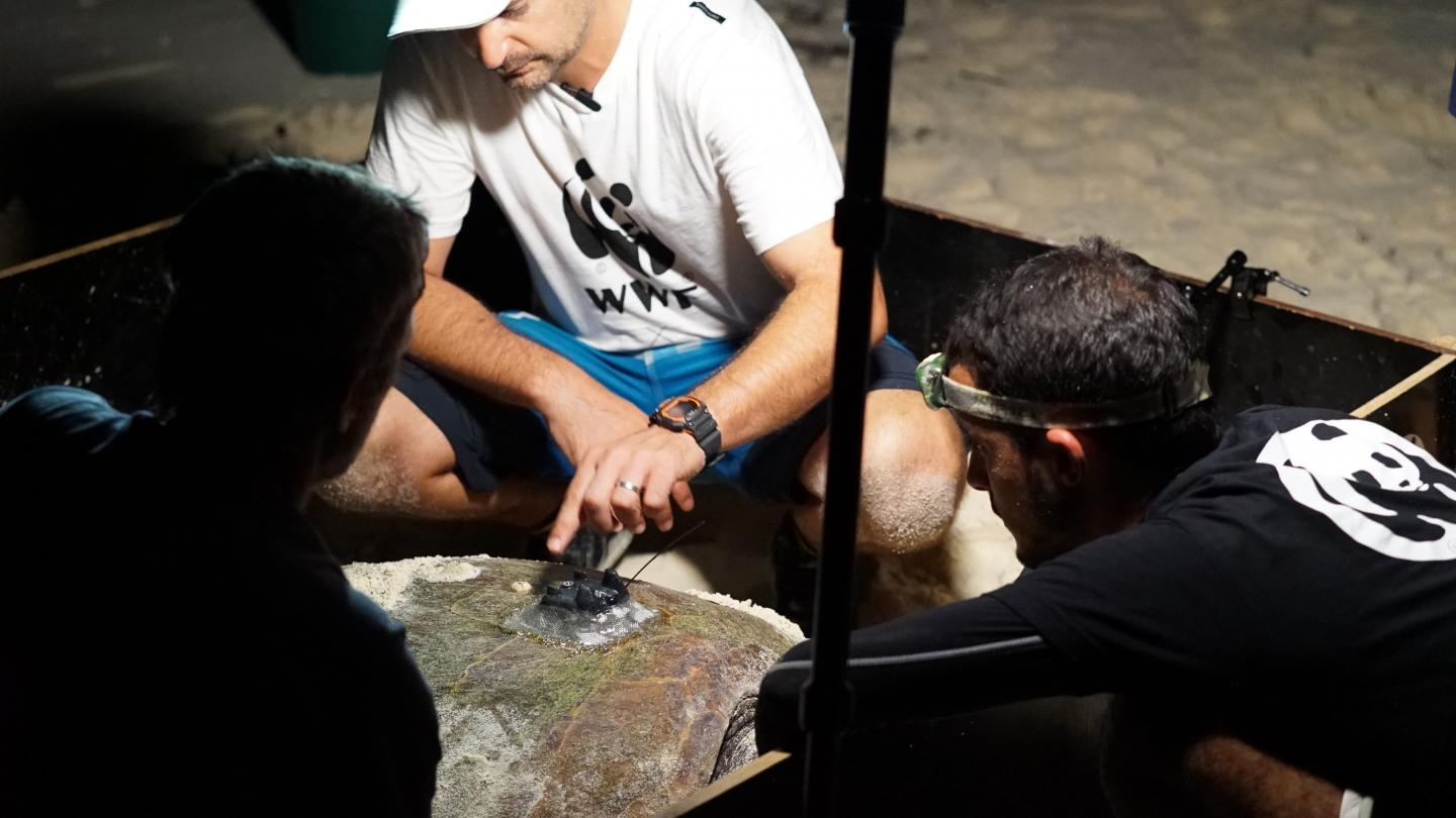 Une fois fixée sur la carapace de la tortue, la balise se détachera d'elle-même au bout d'un certain temps.