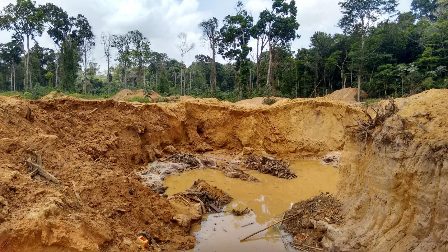 Les garimpeiros (adeptes des pratiques d'orpaillage illégal) contribuent fortement à la déforestation de l'Amazonie (Guyane française et Suriname)