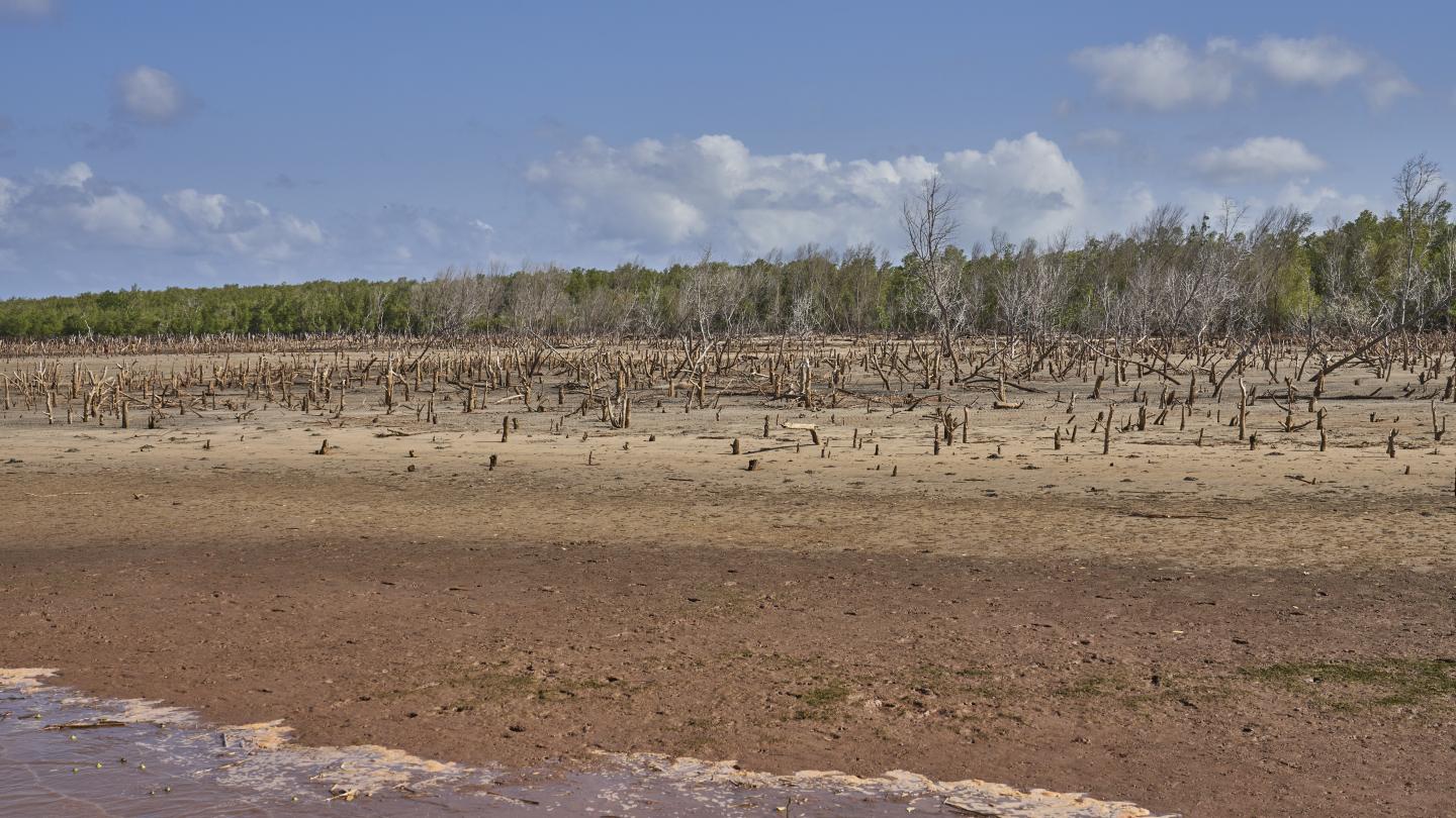 Un site de mangroves endommagé sur le littoral de la région du Manambolo (Madagascar) 