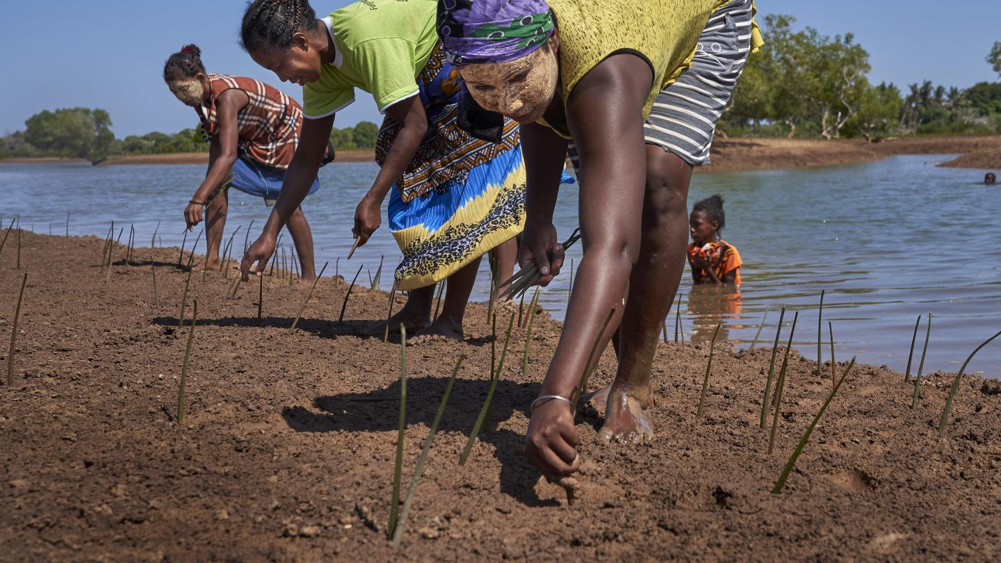 Des villageois malgaches replantent des propagules de mangrove pour les restaurer (Madagascar)