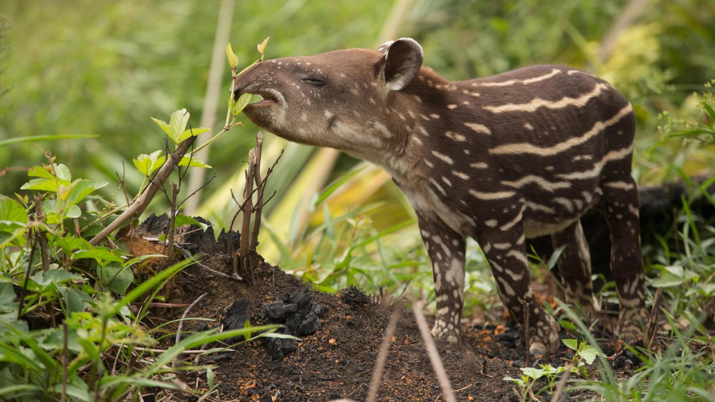Tapir (Tapirus) proche de la rivière Apaporis dans l'Amazonie colombienne, Colombie