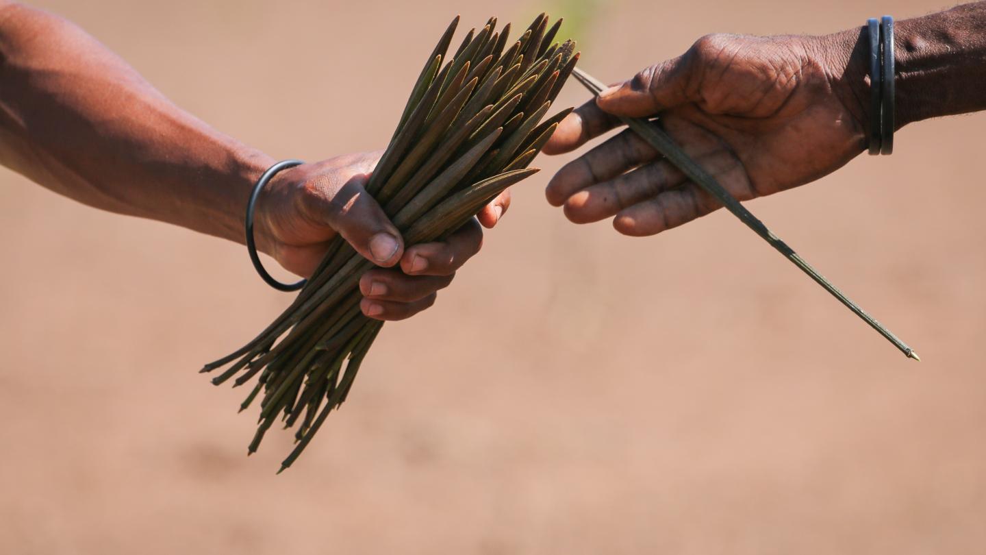 Des bénévoles replantent les mangroves à Madagascar