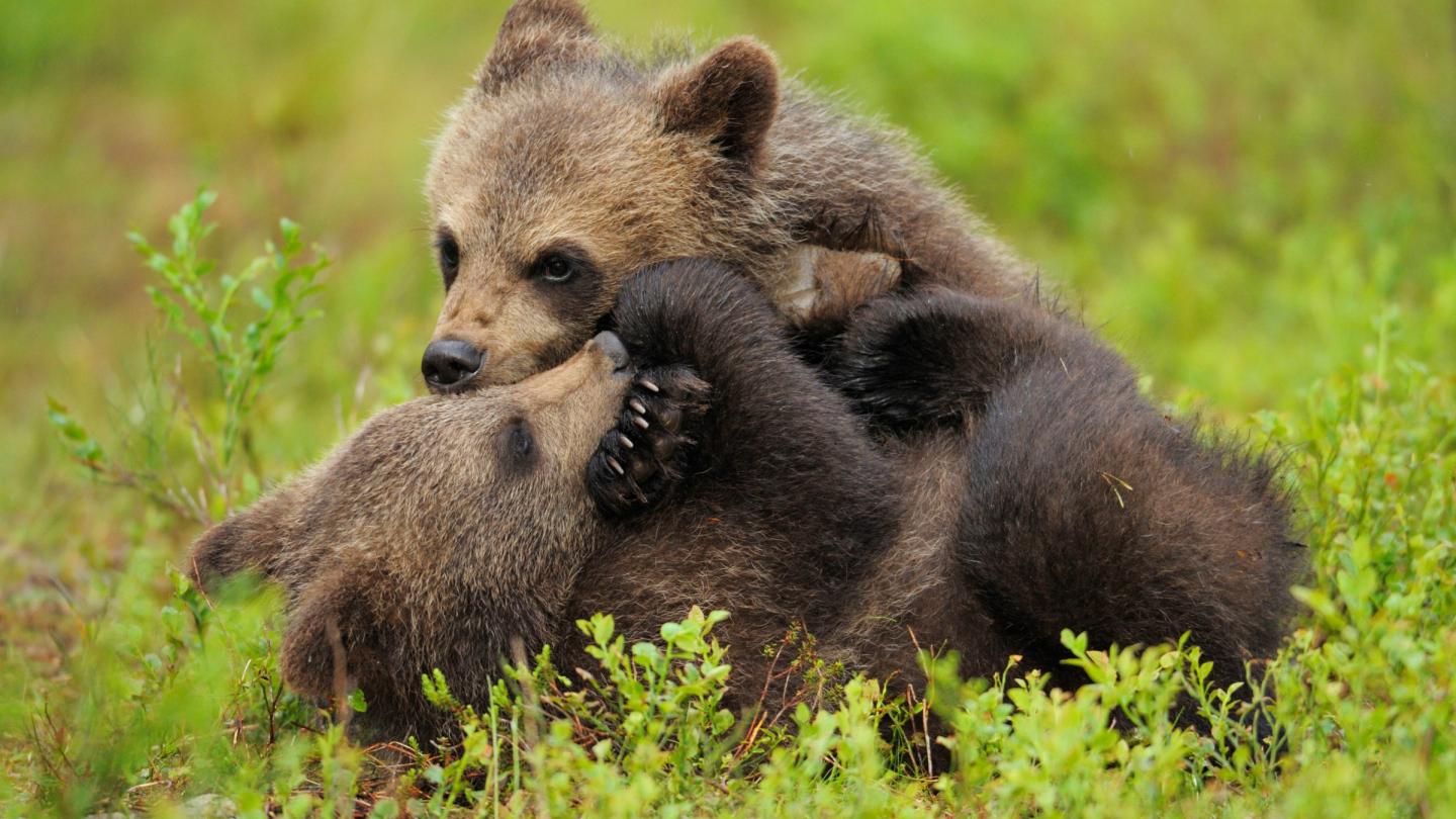Deux jeunes ours bruns (Ursus arctus) jouent dans une prairie en Finlande
