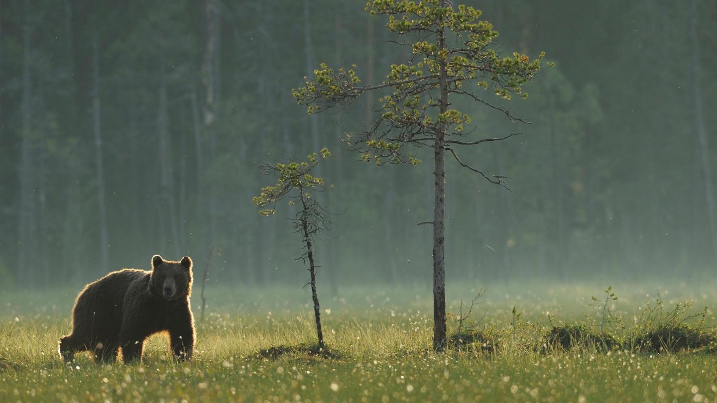 Ours brun (Ursus arctos) dans une prairie en Finlande