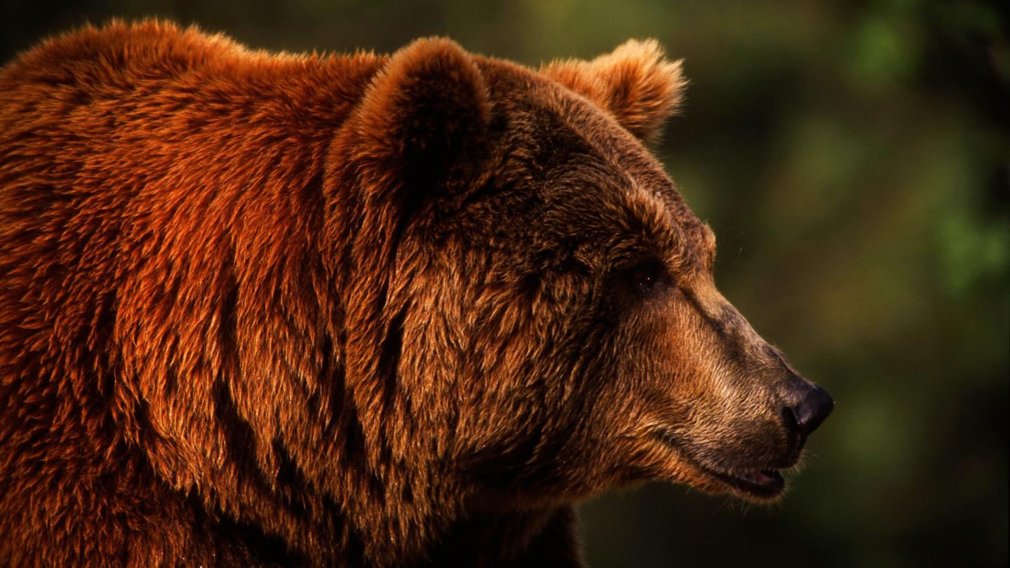 Portrait d'un ours brun adulte (Ursus arctos)