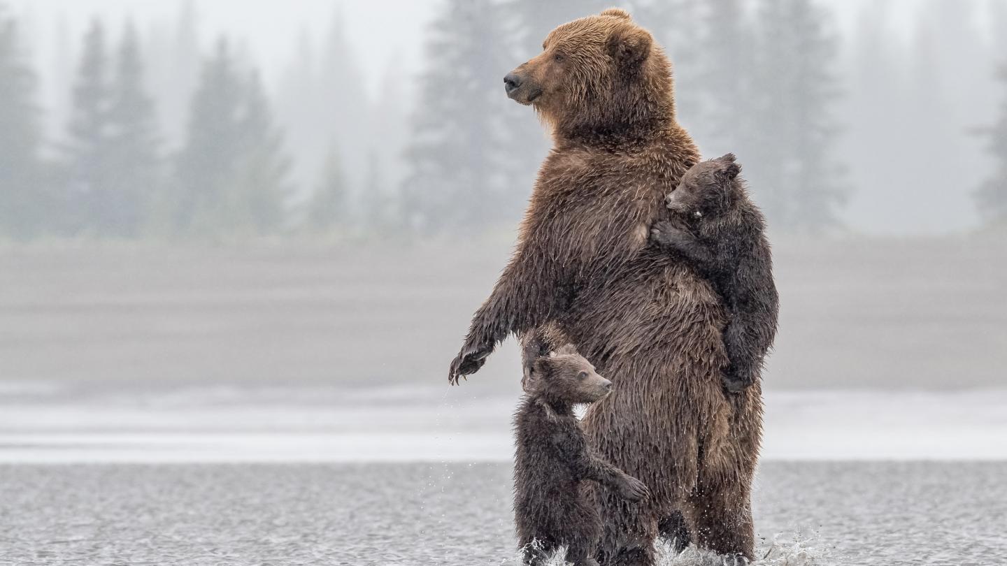 Une ourse et ses deux jeunes oursons dans le Parc National du Lac Clark, Alaska, Etats-Unis