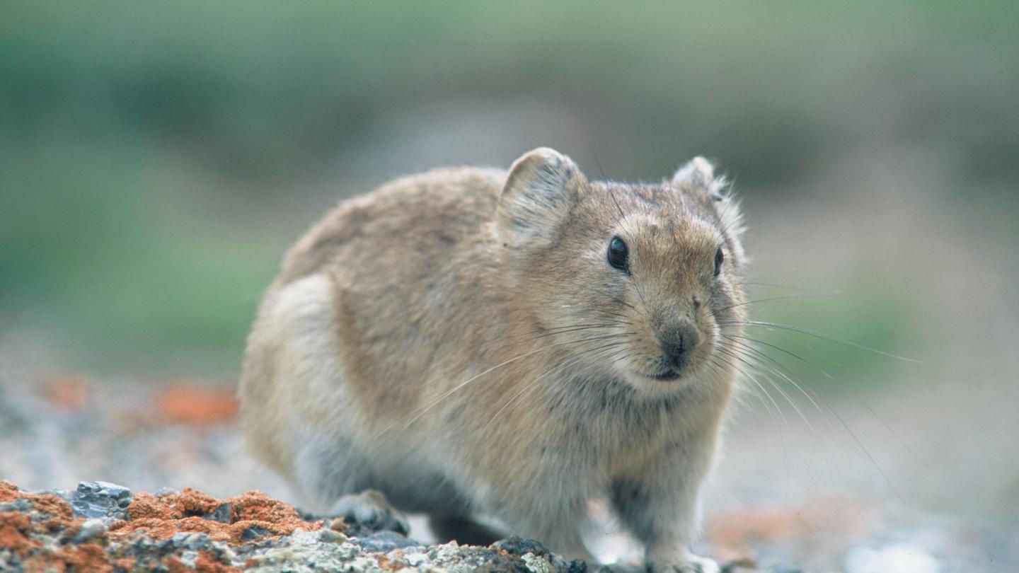 Pika de l'Altaï (Ochotona alpina), Mongolie