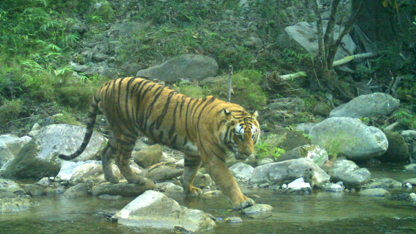 Un "panthera tigris tigris" népalais qui traverse une rivière.