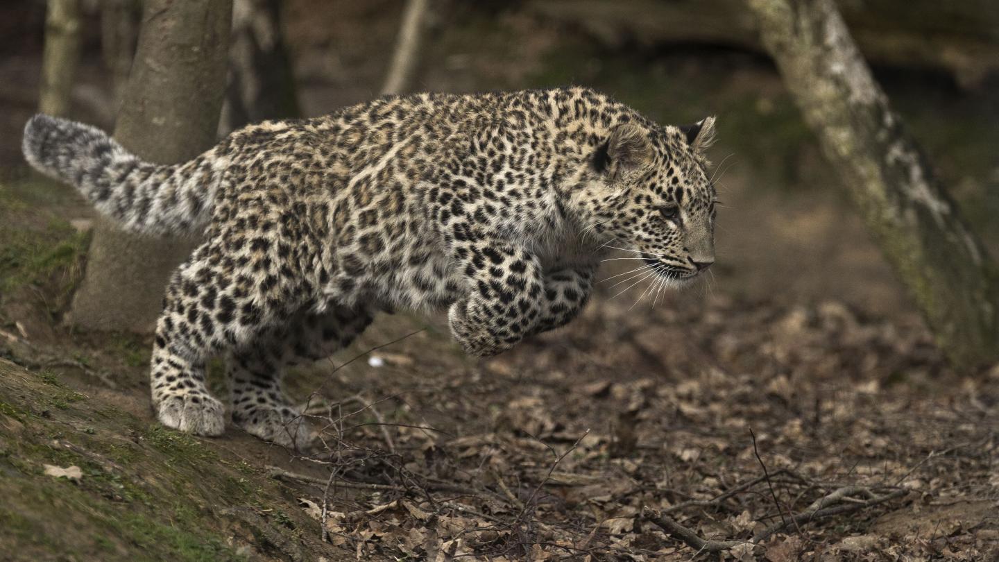 Simbad, une panthère de Perse (Panthera pardus saxicolor) en plein bond, Russie.