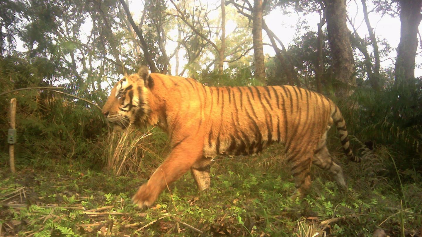 Un "panthera tigris tigris" népalais dans la forêt