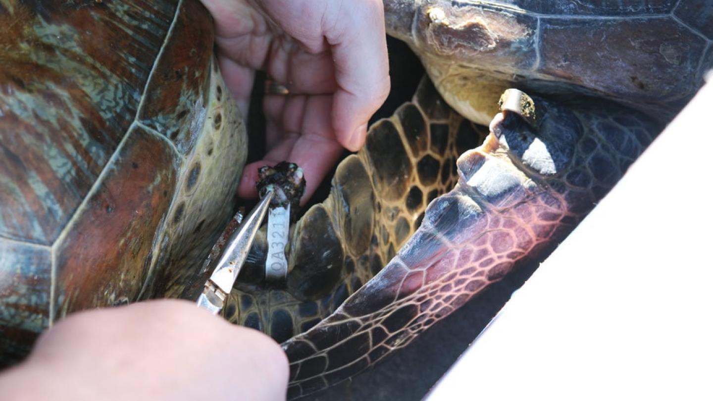 Marquage des tortues marines au Queensland