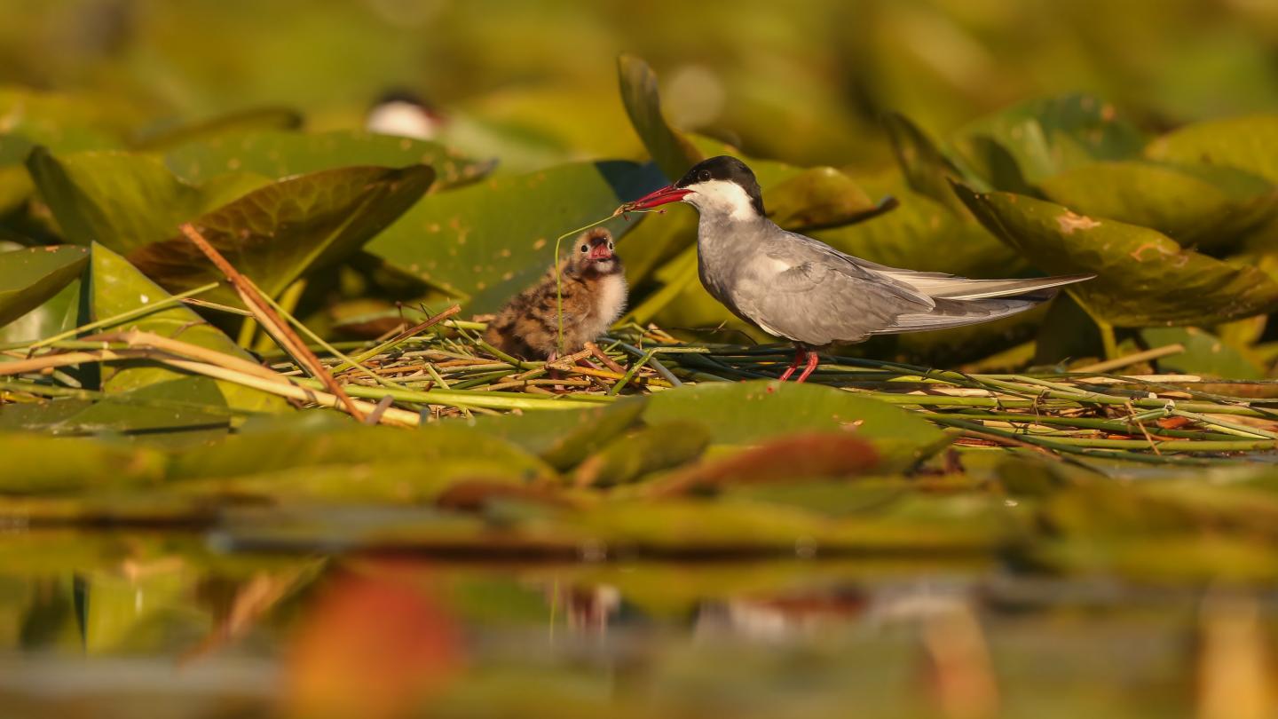 Une guifette moustac (Chlidonias hybrida) et son poussin dans la Réserve nationale naturelle de Chérine, France
