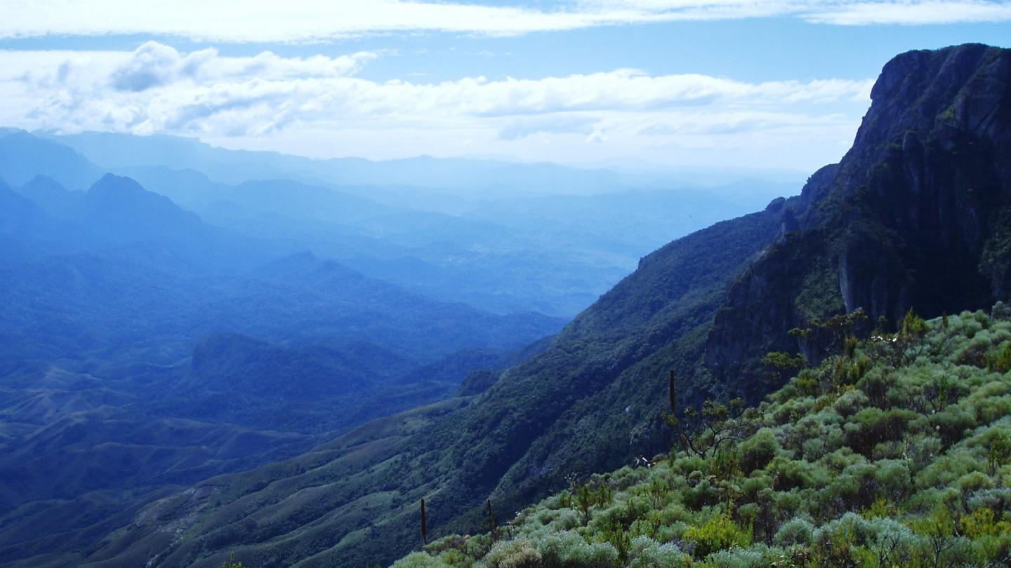Un panorama de la forêt de Madagascar.