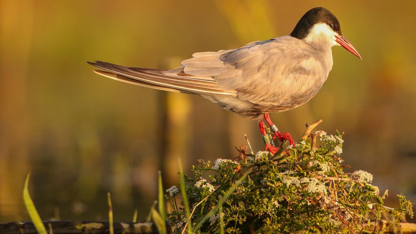 Une guifette moustac (Chlidonias hybrida) dans la Réserve nationale naturelle de Chérine, France