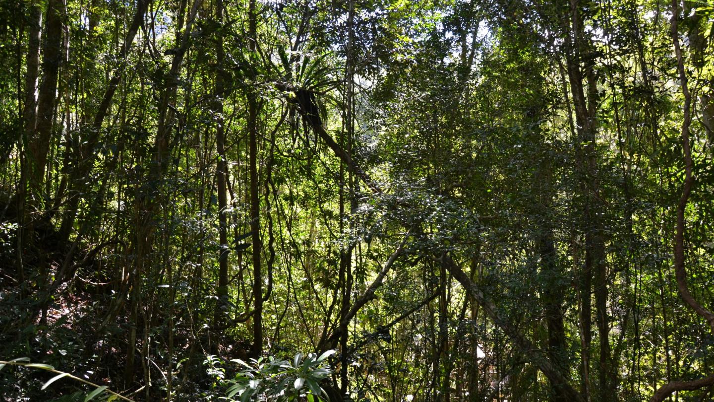 La forêt de Madagascar