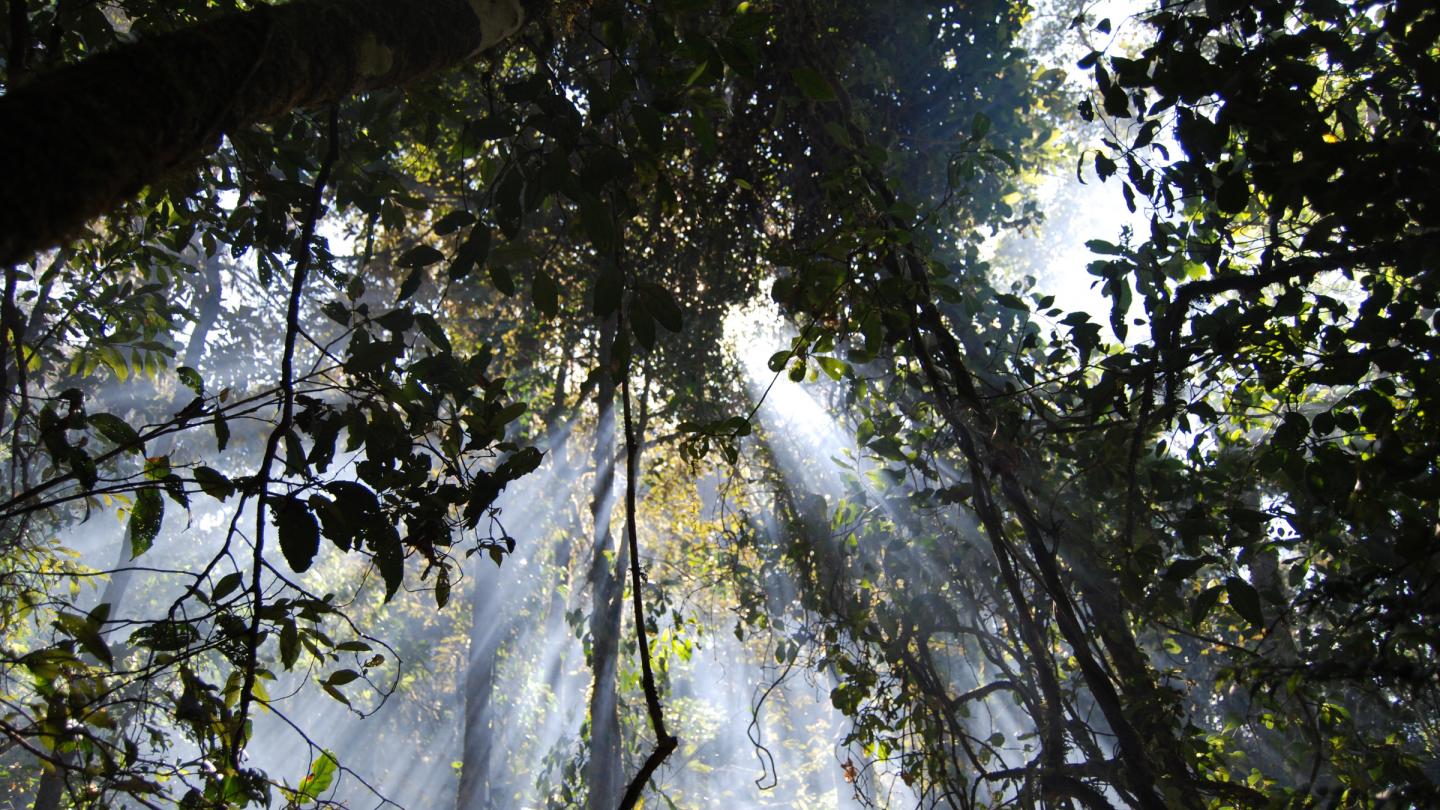 Le soleil transperce légèrement les feuillages de la forêt de Madagascar.