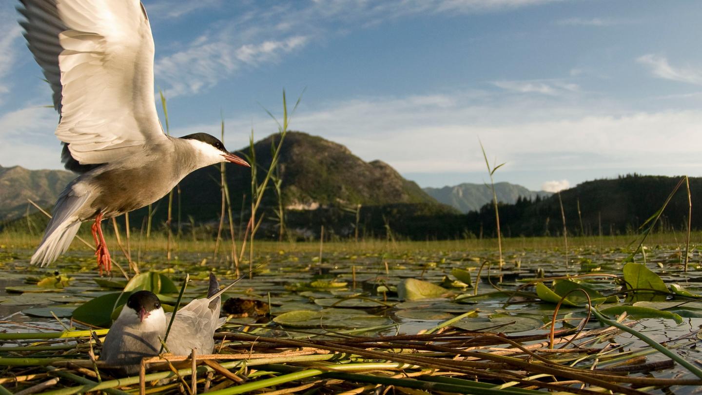 Un couple de guifettes moustacs (Chlidonias hybrida) couvent leurs poussins sur le Lac de Shkodra, Monténégro.