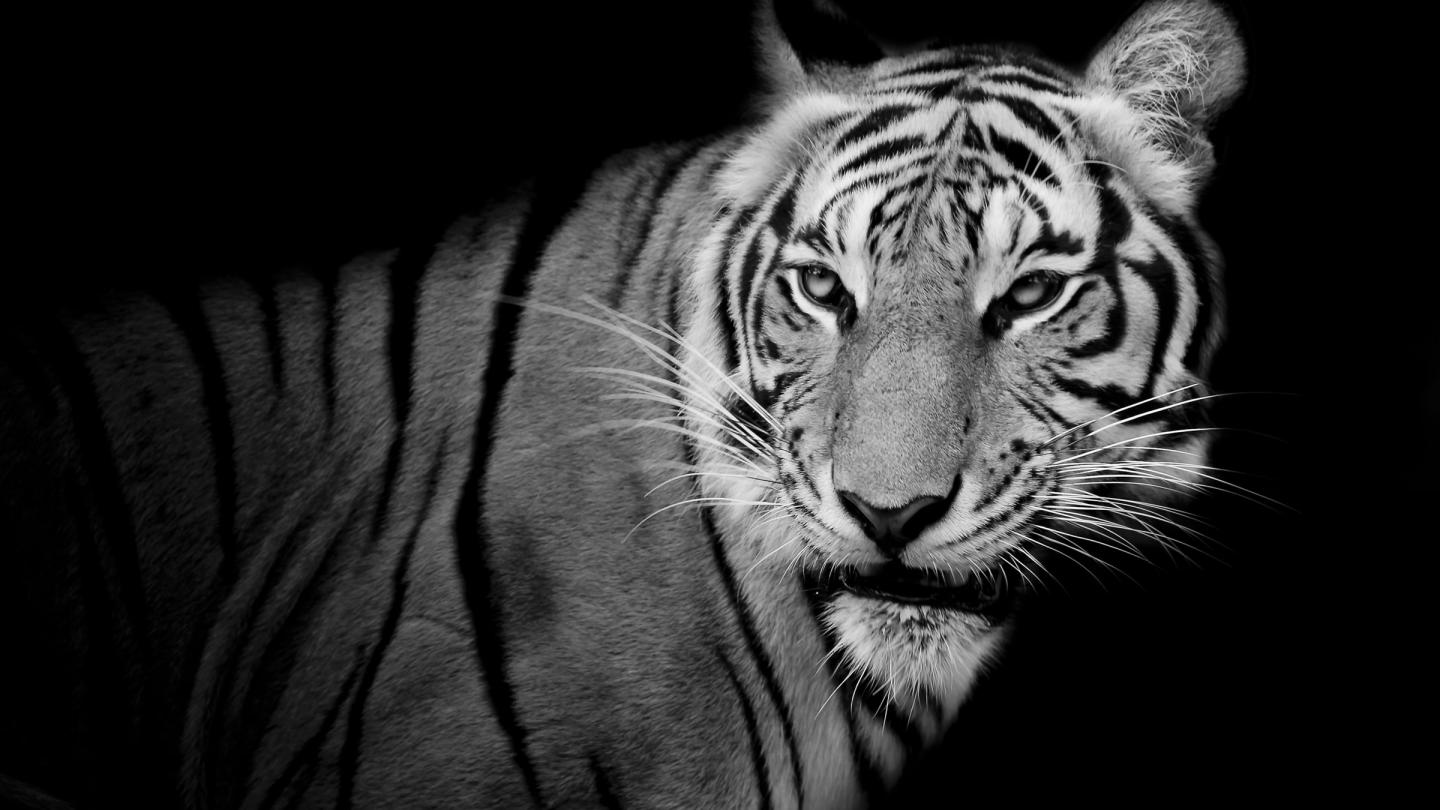 Un tigre en noir et blanc.
