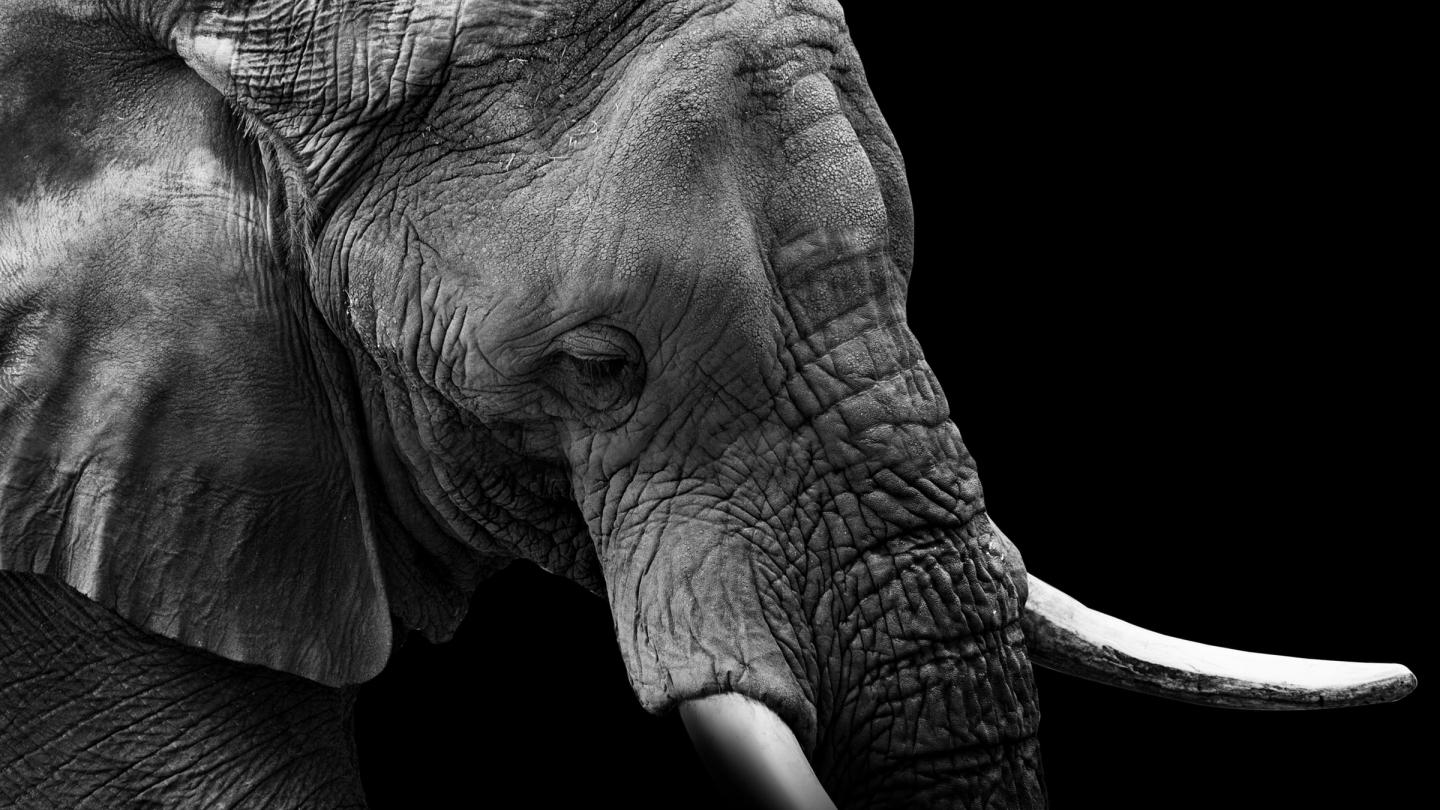 Un éléphant en noir et blanc