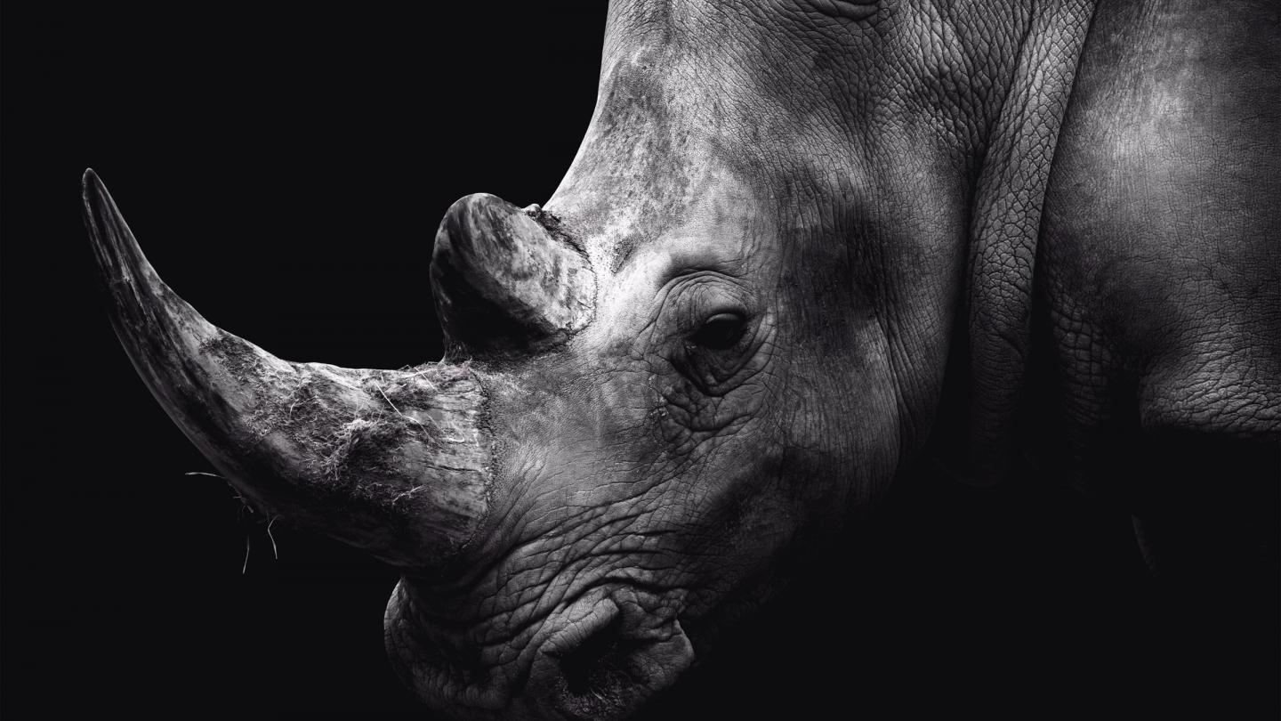 Un rhinocéros en noir et blanc.
