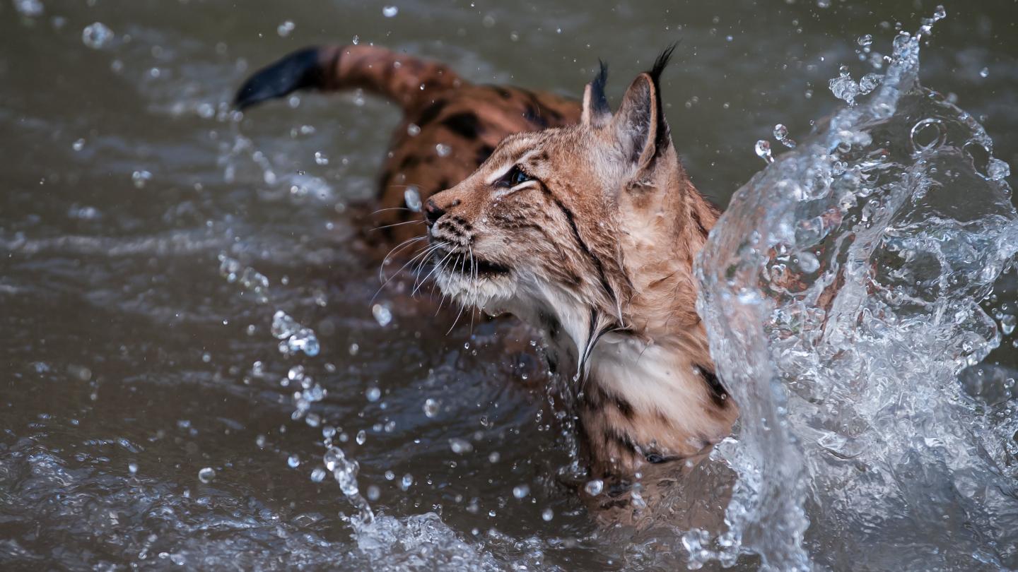Un lynx (Lynx lynx) dans une rivière