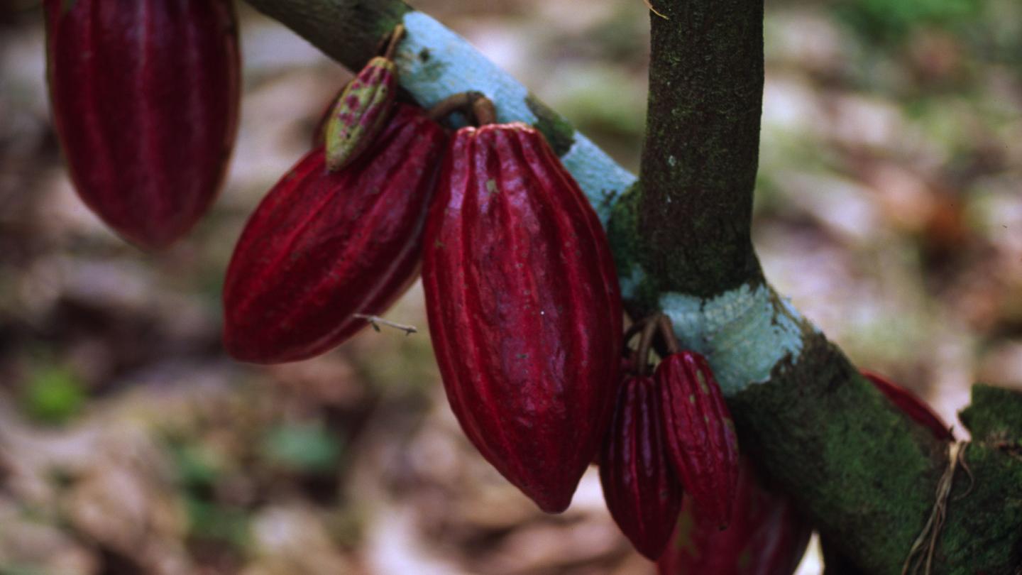 Les fruits d'un cacaoyer (Theobroma cacao) dans la forêt Atlantique, Bahia, Brésil.