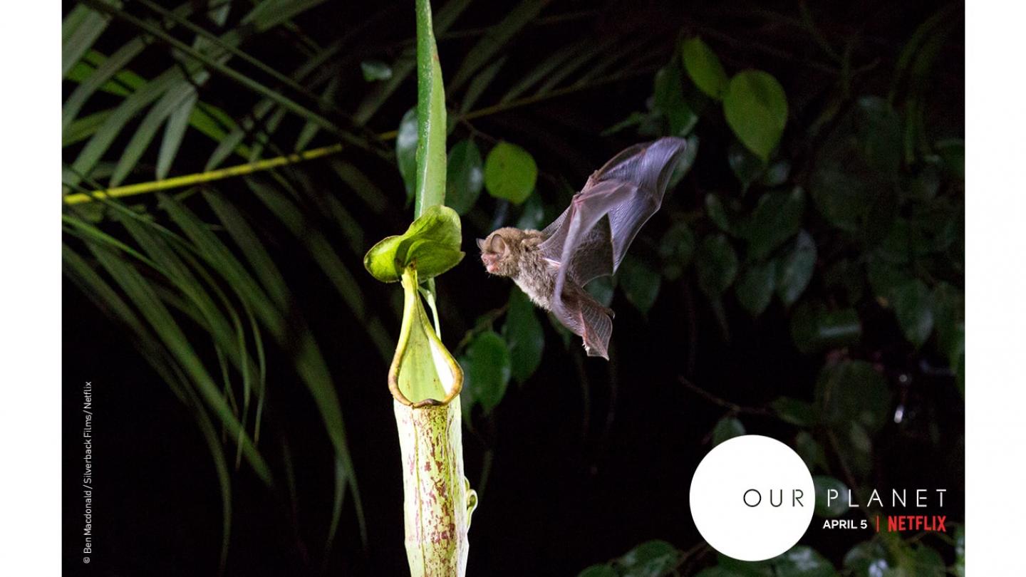   Our Planet (Notre Planète) la série documentaire de Silverback Films, Netflix en collaboration avec WWF, disponible le 5 avril 2019.