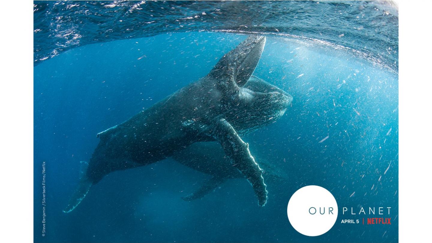 Our Planet (Notre Planète) la série documentaire de Silverback Films, Netflix en collaboration avec WWF, disponible le 5 avril 2019.
