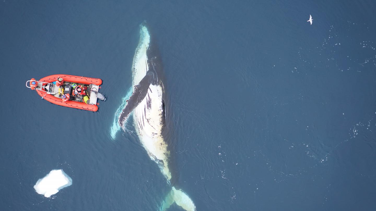 Une baleine à bosse danse devant le zodiac des scientifiques en mission.