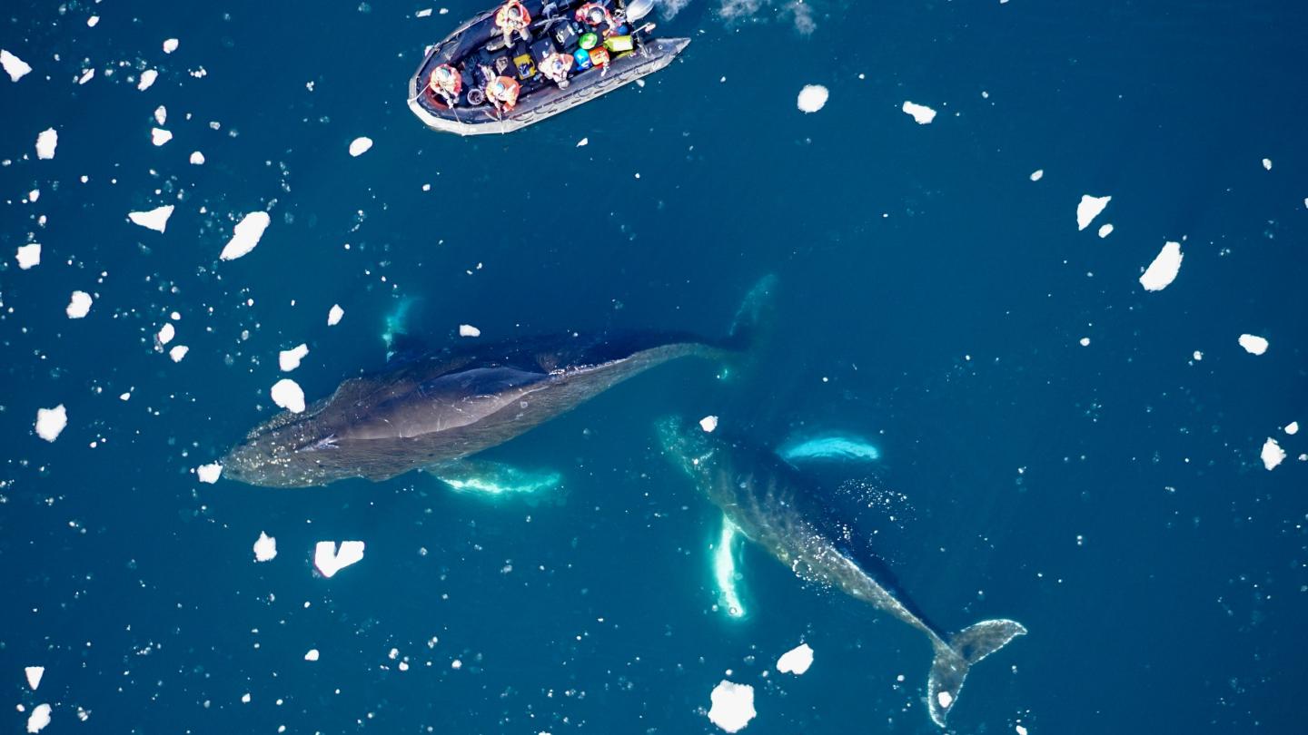 Une vue depuis un drone au-dessus de la baie de Charlotte, en Antarctique, deux baleines à bosse (Megaptera novaeangliae) nagent près du zodiac d'expédition.