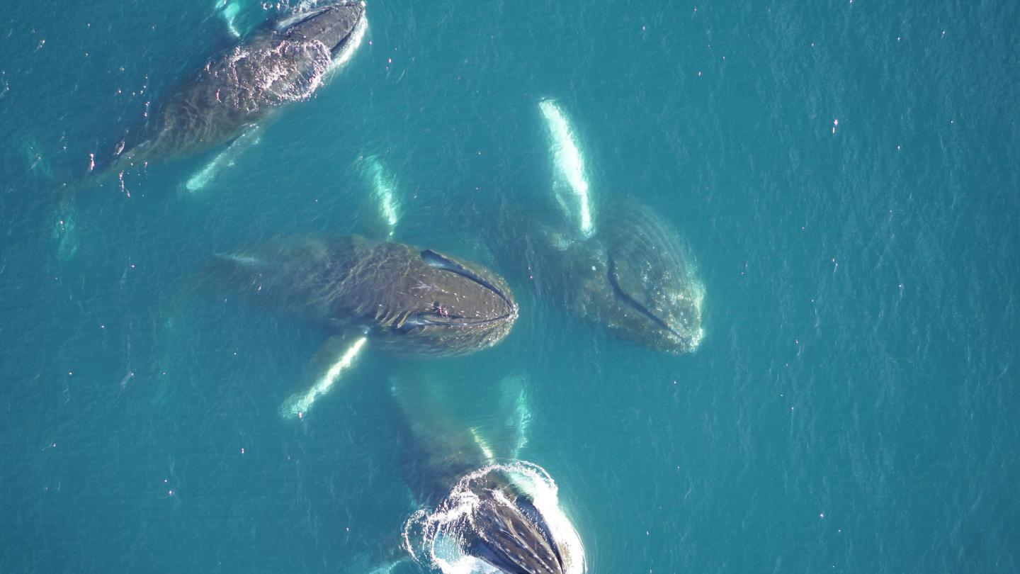 Des baleines à bosse (Megaptera novaeangliae) se nourrissant de krills en Antarctique