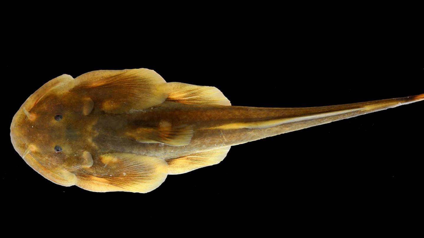 Un poisson-chat (Oreoglanis hponkanensis) dans les eaux froides de la réserve de Hponkan Razi, au Myanmar.