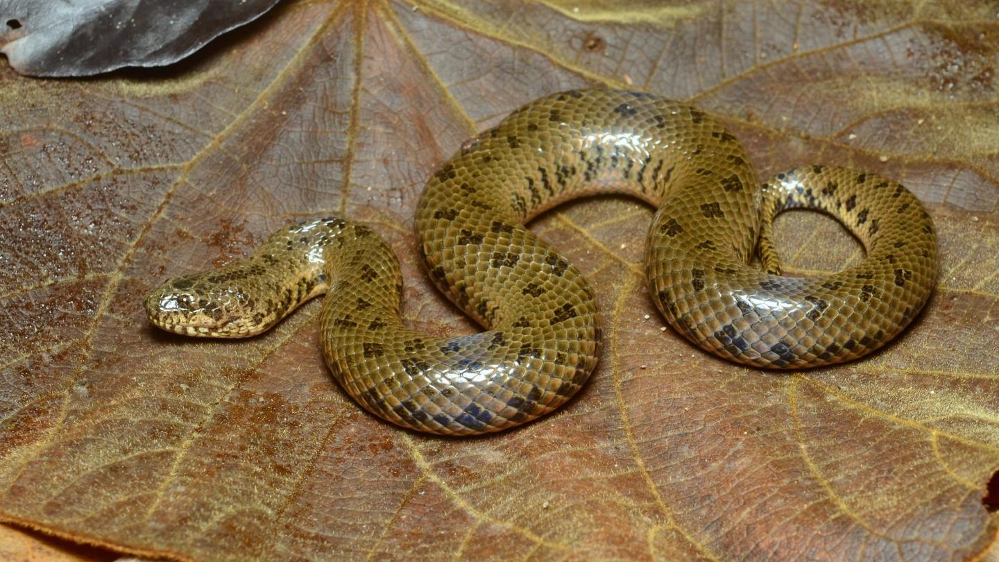 Un serpent de boue découvert dans la rivière Salween au Myanmar en 2017.