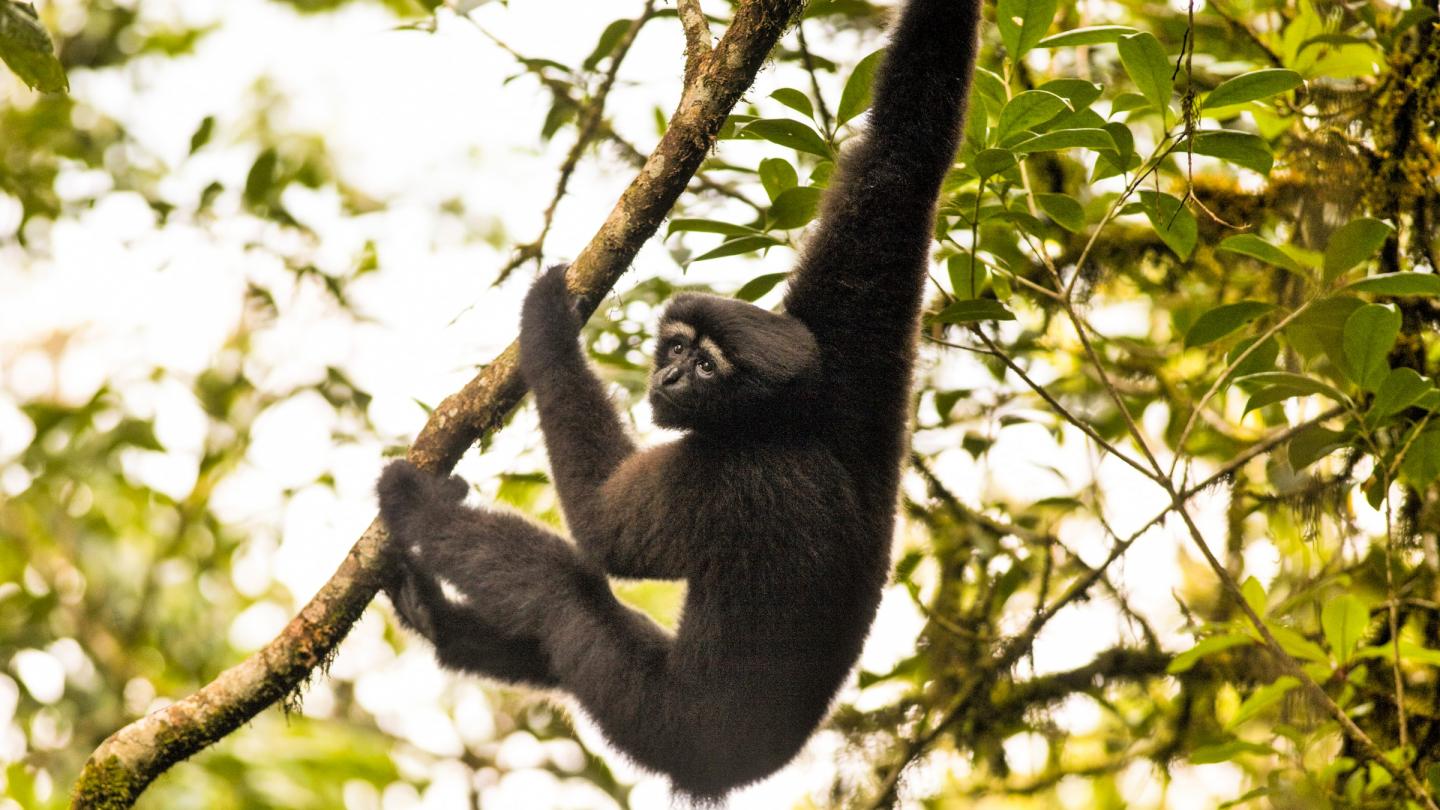 Un Skywalker Hoolock Gibbon découvert au Myanmar en 2017.