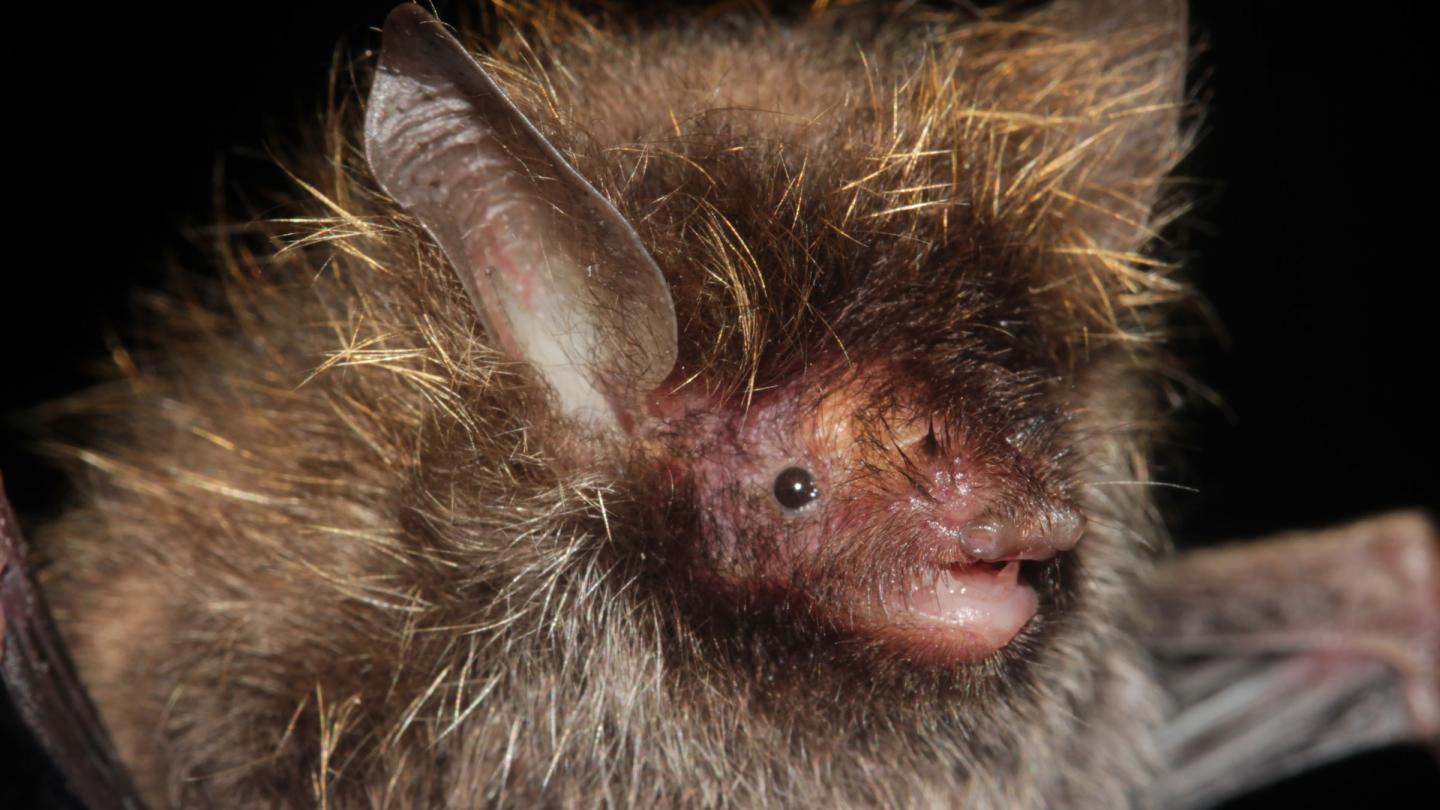 Une chauve-souris à nez tubulaire découvert dans la forêt de Hkakabo Razi au Myanmar.