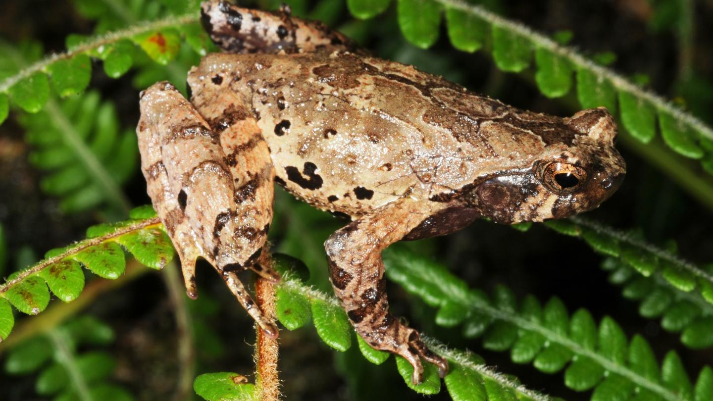 Un crapaud des montagnes découvert au Vietnam en 2017.
