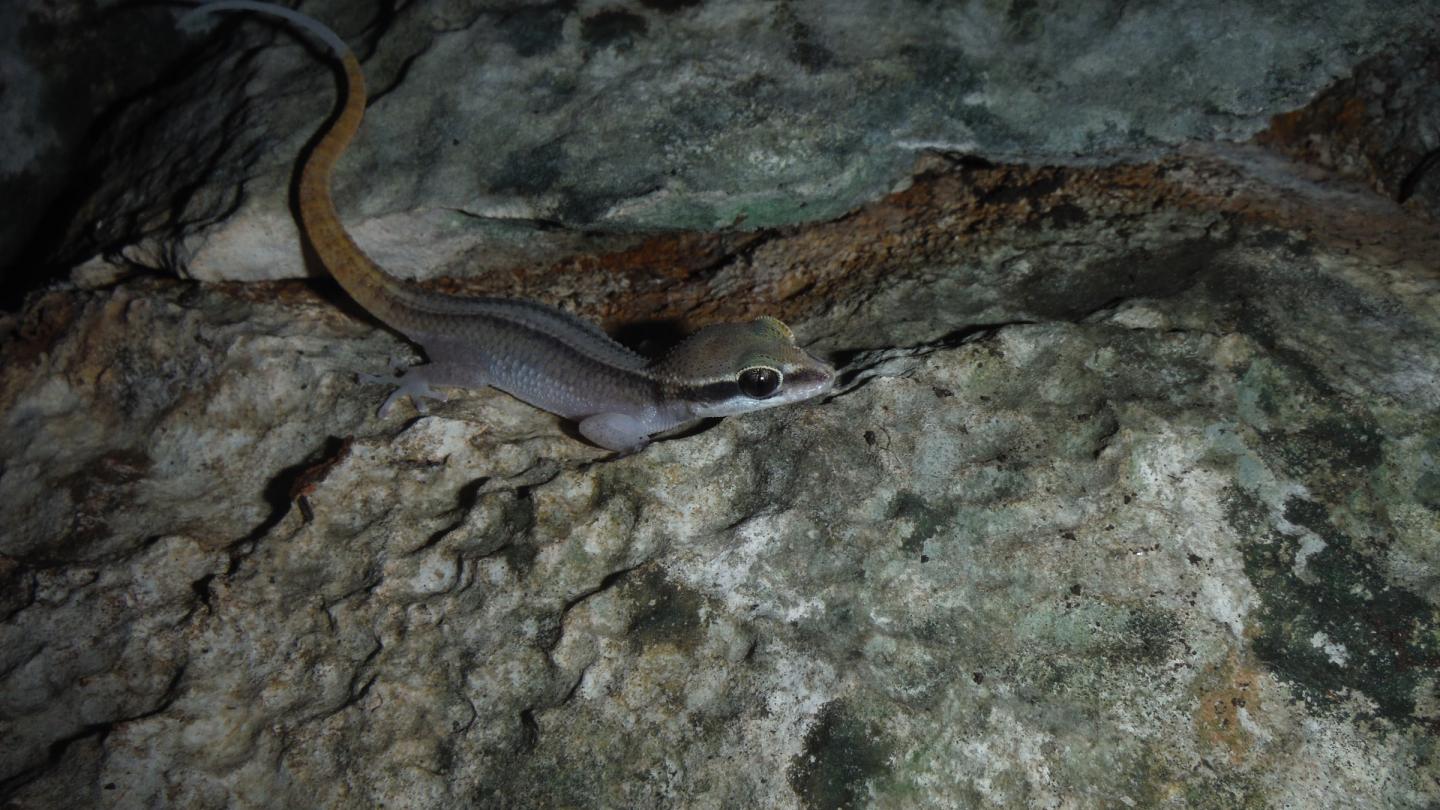 Un Dixonius découvert dans le parc de Sam Roi Yot en Thailande.