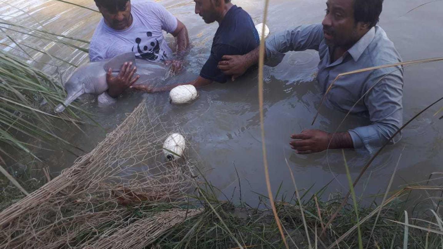 Le WWF Pakistan sauve une femelle dauphin dans le fleuve de l'Indus.