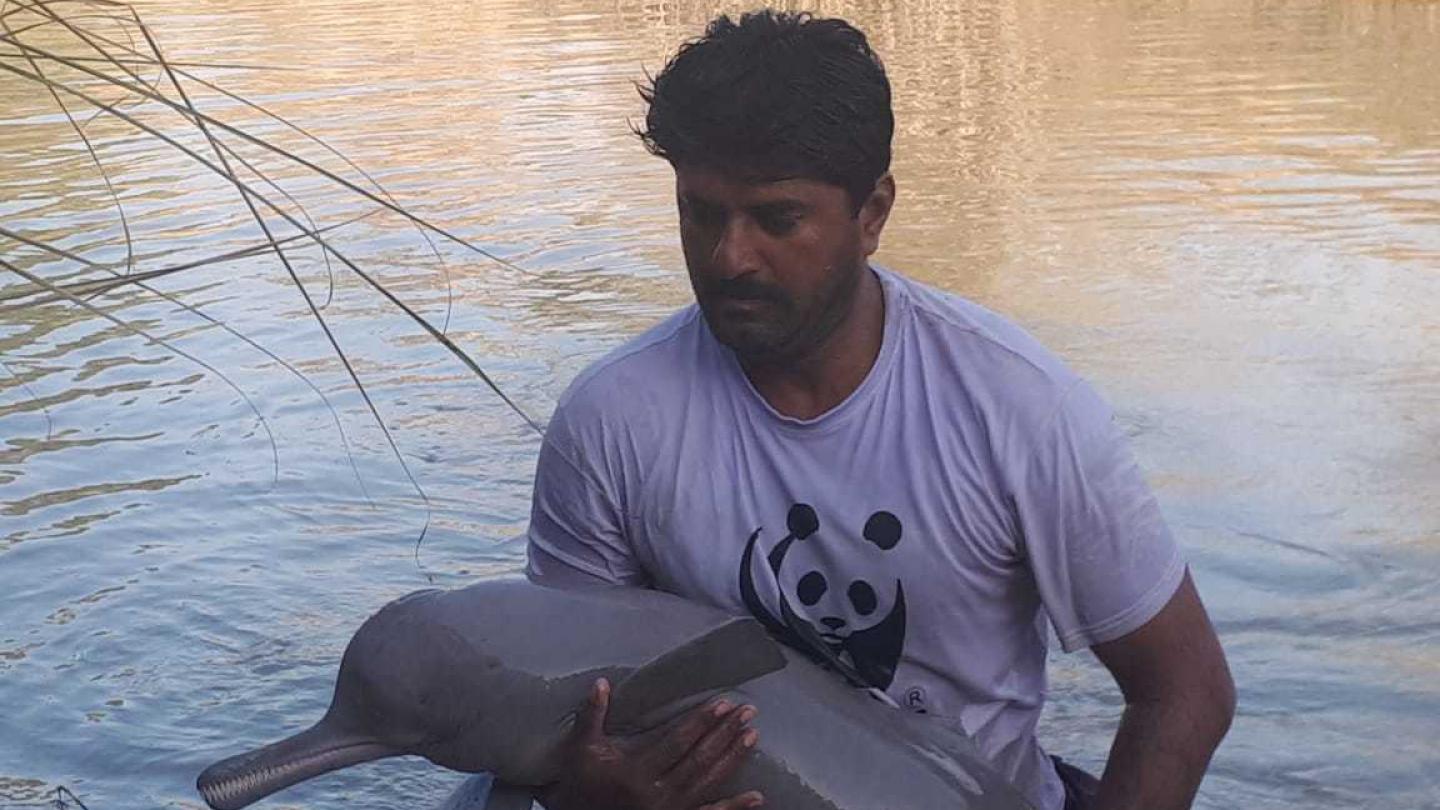 Un membre du WWF Pakistan sauve une femelle dauphin (Platanista minor) dans le fleuve de l'Indus.