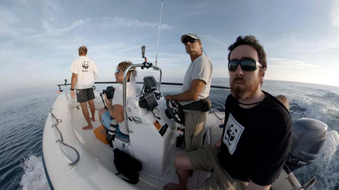 Les experts du WWF en pleine mission de balisage de cétacés dans le Sanctuaire Pelagos en Méditerranée